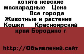 котята невские маскарадные › Цена ­ 18 000 - Все города Животные и растения » Кошки   . Красноярский край,Бородино г.